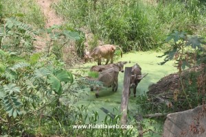 HASTA el ganado se ha enfermado tras consumir aguas contaminadas en la zona baja de Huixtla.