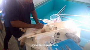 esterilizacion canina tuzantan (6)