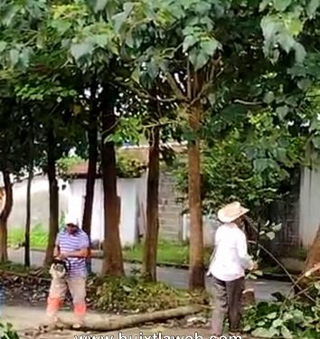 Autoridades ejidales deforestan arboles en Villa Comaltitlán