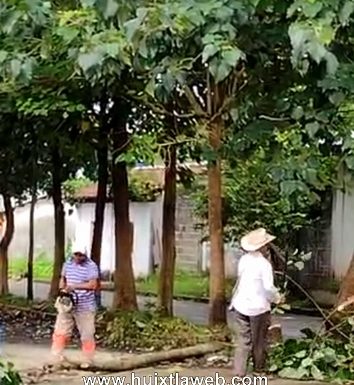 Autoridades ejidales deforestan arboles en Villa Comaltitlán